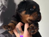 Chiots Rottweiler A réserver