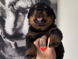 Chiots Rottweiler A réserver