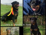 Chiots Rottweiler A réserver