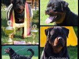 Chiots Rottweiler A réserver