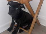 Chiot Staffordshire Bull Terrier à vendre