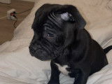 Chiot Staffordshire Bull Terrier à vendre