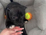 Chiot Staffordshire Bull Terrier à vendre