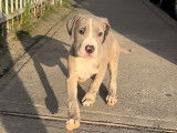 Chiots American Bully XL &agrave; vendre