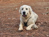Male Golden Retriever LOF disponible pour saillie