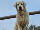 Male Golden Retriever LOF disponible pour saillie