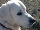 Male Golden Retriever LOF disponible pour saillie