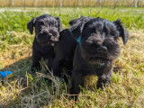 À réserver : 3 chiots Schnauzers Nains mâles noirs LOF