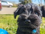 À réserver : 3 chiots Schnauzers Nains mâles noirs LOF