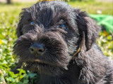 À réserver : 3 chiots Schnauzers Nains mâles noirs LOF