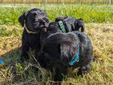 À réserver : 3 chiots Schnauzers Nains mâles noirs LOF