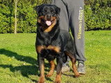 7 chiots Rottweilers LOF &agrave; r&eacute;server