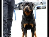 7 chiots Rottweilers LOF &agrave; r&eacute;server