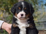 Des chiots Bouviers Bernois LOF &agrave; r&eacute;server