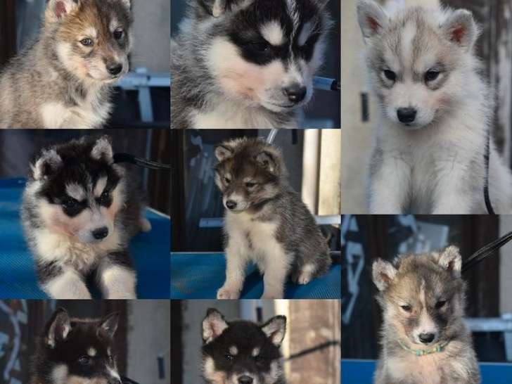 À vendre : 8 chiots Huskies Sibériens LOF