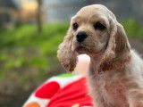 À réserver : un chiot Cocker Américain LOF mâle