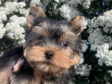 Disponibles à la vente : 3 chiots Yorkshire Terriers LOF