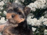 Disponibles à la vente : 3 chiots Yorkshire Terriers LOF