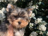 Disponibles à la vente : 3 chiots Yorkshire Terriers LOF