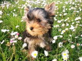 Disponibles à la vente : 3 chiots Yorkshire Terriers LOF