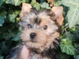 Disponibles à la vente : 3 chiots Yorkshire Terriers LOF