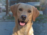Chienne Labrador Retriever de 5 ans disponible (LOF)