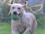 Chienne Labrador Retriever de 5 ans disponible (LOF)