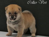 Disponibles à la réservation : 3 chiots Shiba Inu mâles LOF