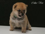 Disponibles à la réservation : 3 chiots Shiba Inu mâles LOF