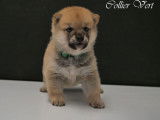 Disponibles à la réservation : 3 chiots Shiba Inu mâles LOF