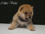 Disponibles à la réservation : 3 chiots Shiba Inu mâles LOF