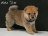 Disponibles à la réservation : 3 chiots Shiba Inu mâles LOF