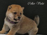 Disponibles à la réservation : 3 chiots Shiba Inu mâles LOF
