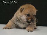 Disponibles à la réservation : 3 chiots Shiba Inu mâles LOF