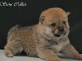Disponibles à la réservation : 3 chiots Shiba Inu mâles LOF
