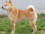 Disponibles à la réservation : 3 chiots Shiba Inu mâles LOF