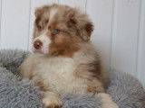 6 chiots Bergers Australiens rouge merle LOF à vendre