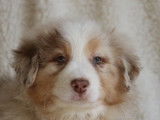 6 chiots Bergers Australiens rouge merle LOF à vendre