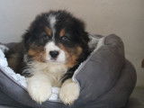 6 chiots Bergers Australiens rouge merle LOF à vendre