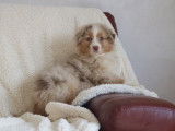 6 chiots Bergers Australiens rouge merle LOF à vendre