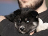 Chien Husky Sibérien d’un an LOF noir agouti pour saillie