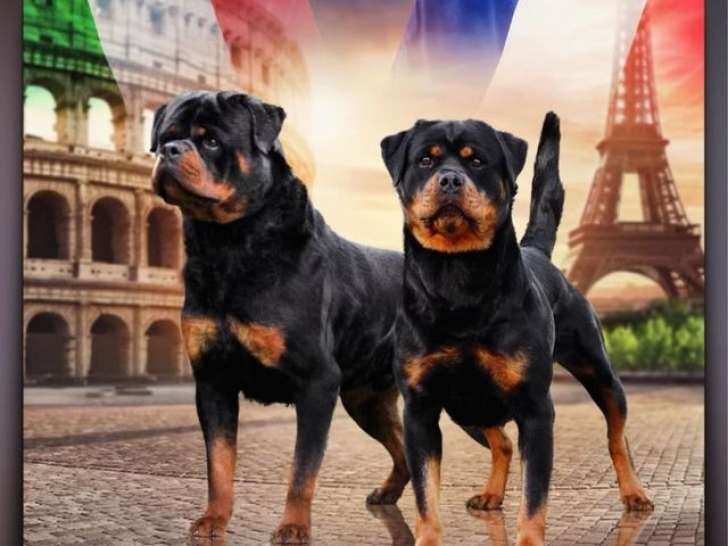 7 chiots Rottweilers LOF disponibles à la réservation