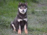 Un chiot Siba Inu LOF mâle noir et feu à vendre
