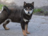Un chiot Siba Inu LOF mâle noir et feu à vendre