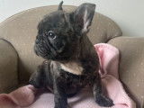 Un chiot Bouledogue Français femelle LOF disponible à l’achat