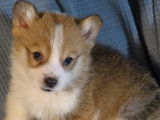 À acheter : 3 chiots Welsh Corgi Pembroke LOF femelles