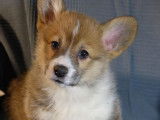 À acheter : 3 chiots Welsh Corgi Pembroke LOF femelles