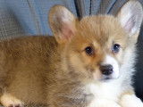 À acheter : 3 chiots Welsh Corgi Pembroke LOF femelles