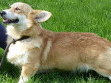 À acheter : 3 chiots Welsh Corgi Pembroke LOF femelles