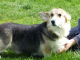 À acheter : 3 chiots Welsh Corgi Pembroke LOF femelles